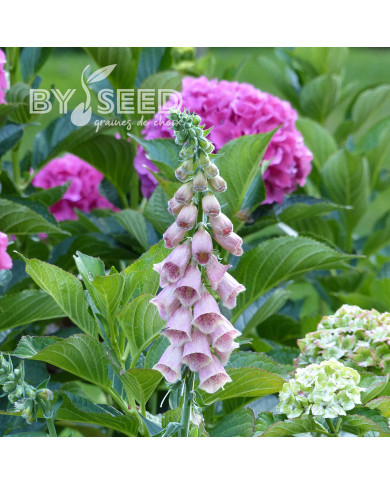 Digitale mertonensis Summer King