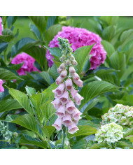 Digitale Pam's Choice