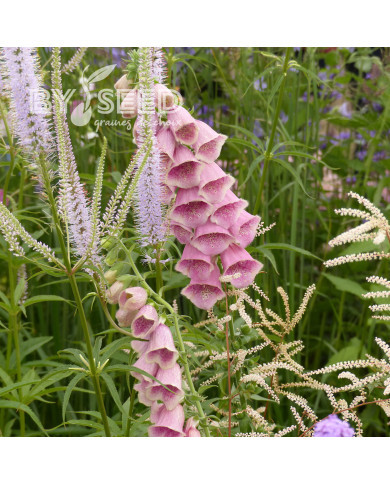 Digitale mertonensis Summer King