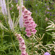 Digitale mertonensis Summer King