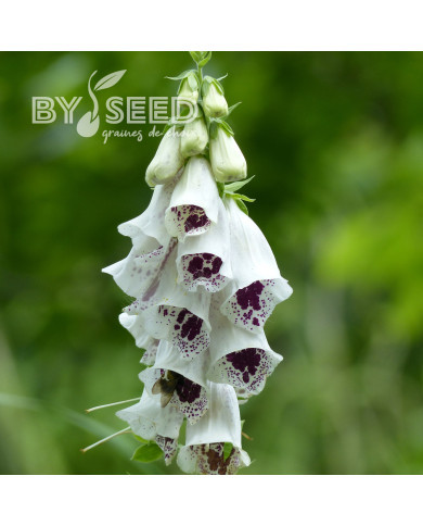 Digitale Pam's Choice