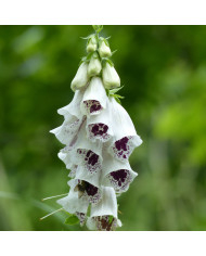 Digitale Pam's Split