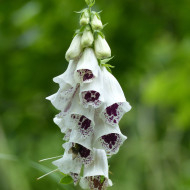 Digitale Pam's Choice