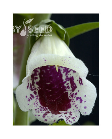 Digitale Pam's Choice