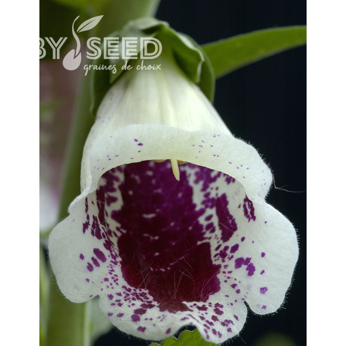 Digitale Pam's Choice