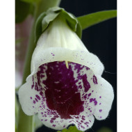 Digitale Pam's Choice