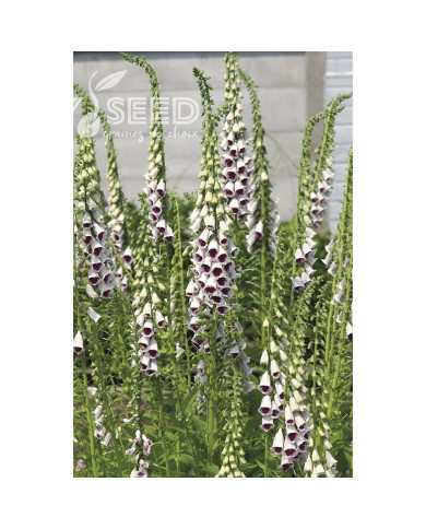 Digitale Pam's Choice