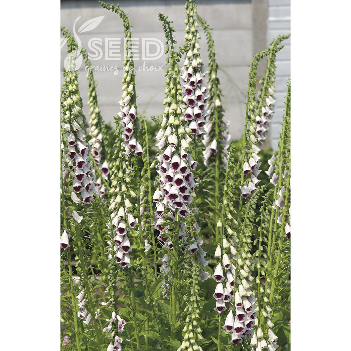 Digitale Pam's Choice