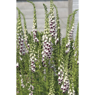 Digitale Pam's Choice