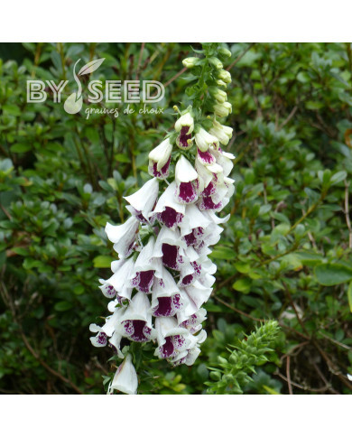 Digitale Pam's Split