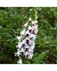 Digitale Pam's Choice