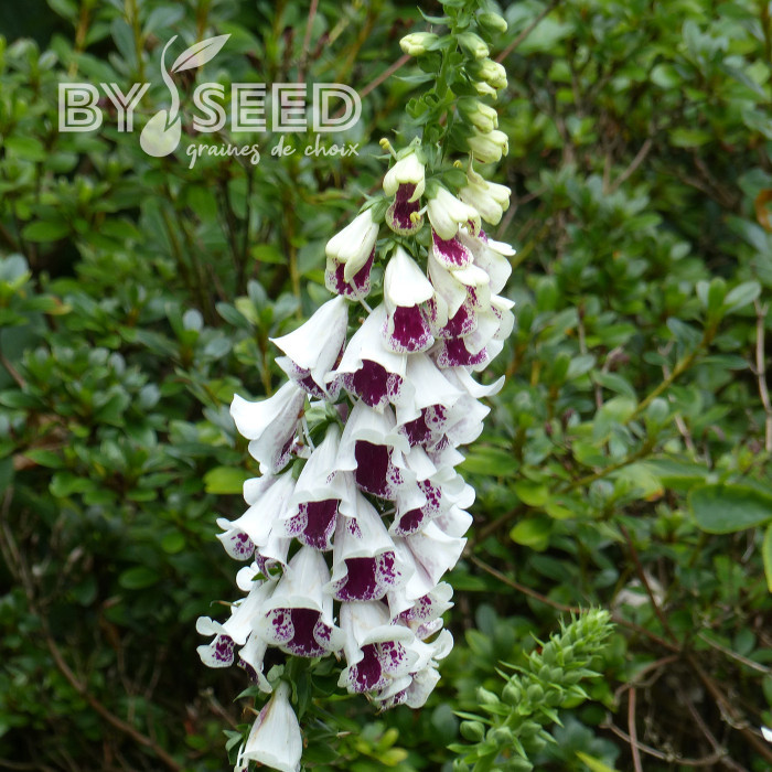 Digitale Pam's Split