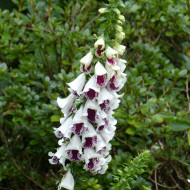 Digitale Pam's Split