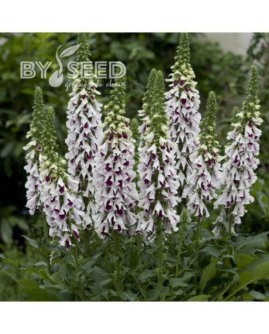 Digitale Pam's Split