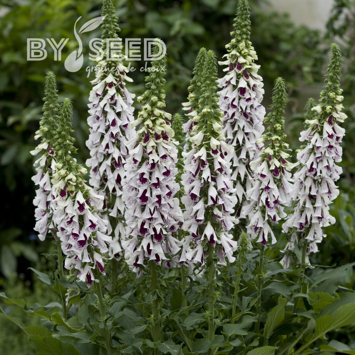 Digitale Pam's Split