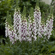 Digitale Pam's Split