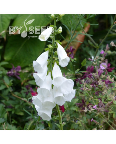 Digitale purpurea Alba