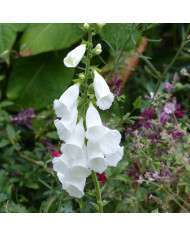 Digitale Pam's Split