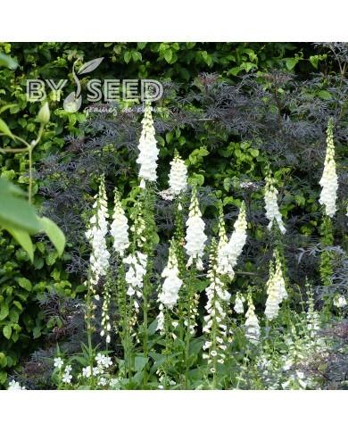 Digitale purpurea Alba