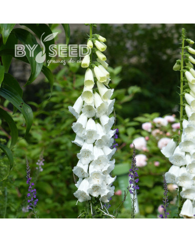 Digitale purpurea Alba