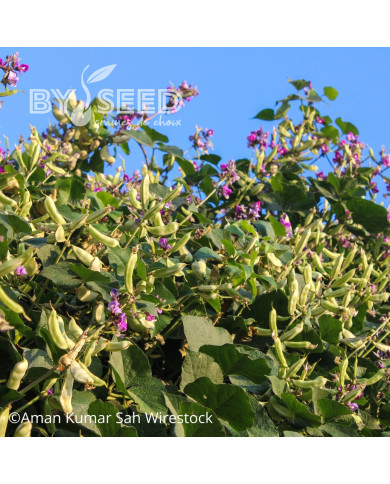 Dolique - Dolichos lablab (feuillage vert)