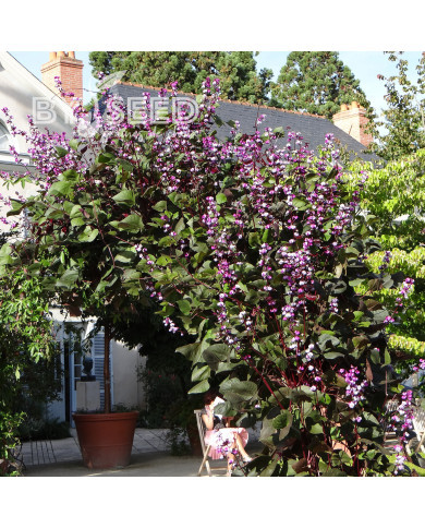 Dolique - Dolichos lablab Ruby Moon