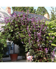 OEillet de poète Black Adder