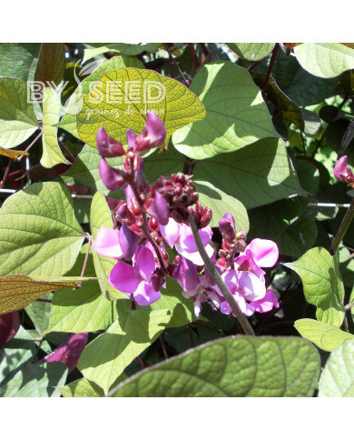 Dolique - Dolichos lablab Ruby Moon