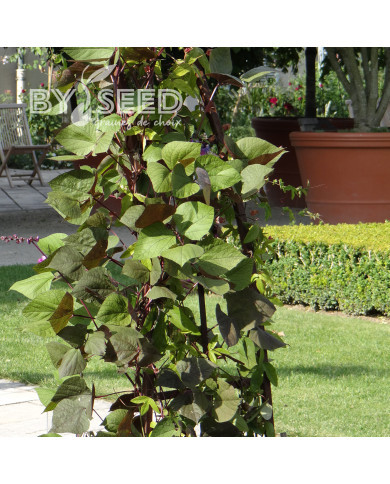 Dolique - Dolichos lablab Ruby Moon