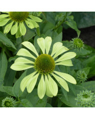 Echinacea Paradiso Tall Mix