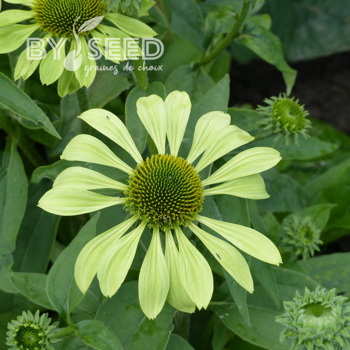 Echinacea Alan's Pride