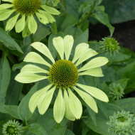Echinacea Alan's Pride