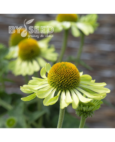 Echinacea Alan's Pride