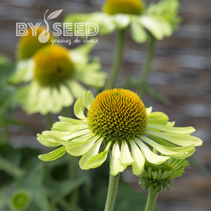 Echinacea Alan's Pride