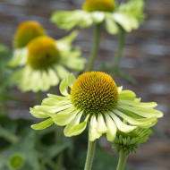 Echinacea Alan's Pride