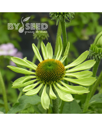 Echinacea Alan's Pride