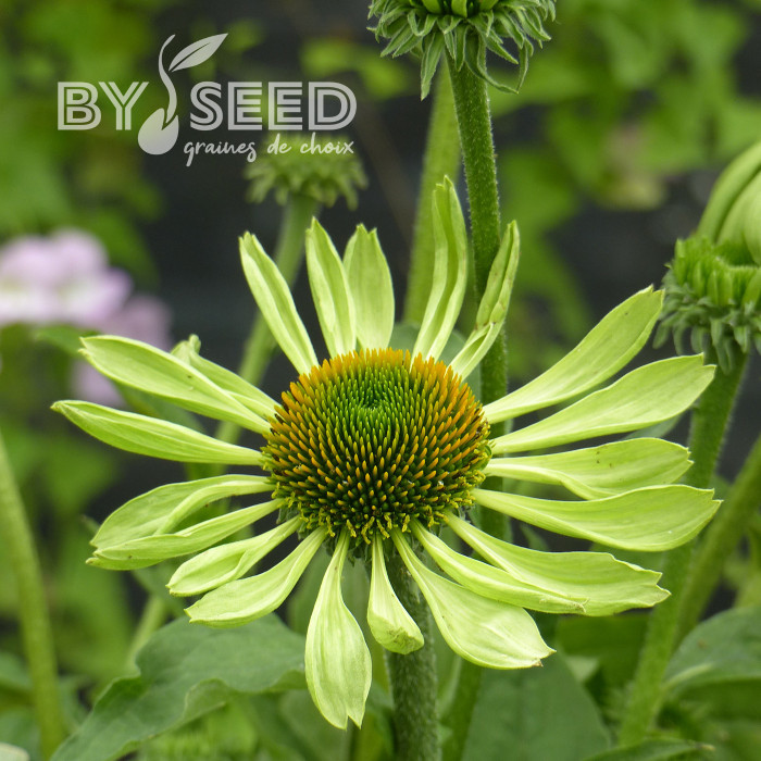 Echinacea Alan's Pride