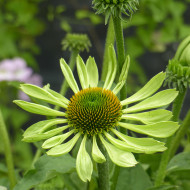 Echinacea Alan's Pride