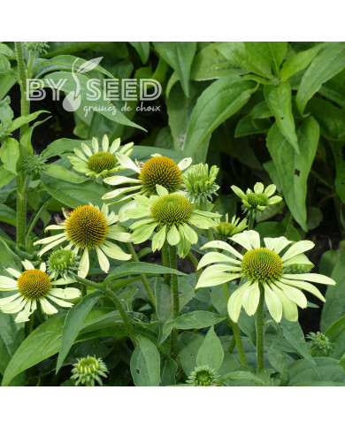 Echinacea Alan's Pride