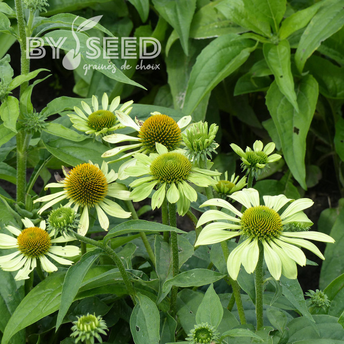 Echinacea Alan's Pride
