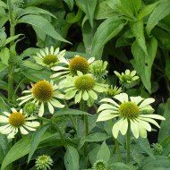 Echinacea Alan's Pride