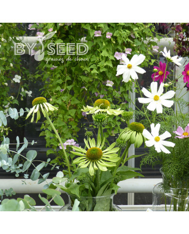 Echinacea Alan's Pride