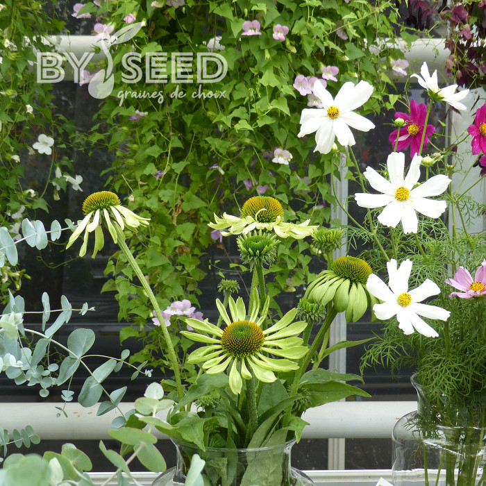 Echinacea Alan's Pride