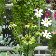 Echinacea Alan's Pride