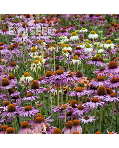 Echinacea Paradiso Tall Mix