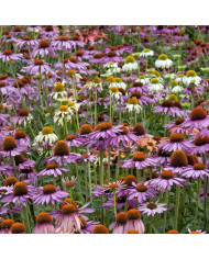 Echinacea Alan's Pride