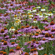 Echinacea Paradiso Tall Mix
