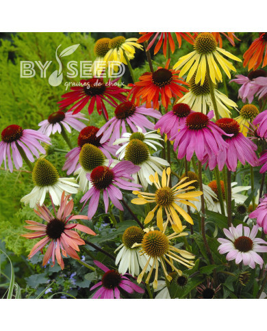Echinacea Paradiso Tall Mix