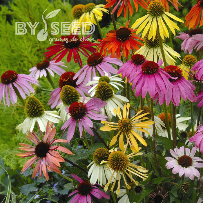 Echinacea Paradiso Tall Mix