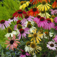 Echinacea Paradiso Tall Mix